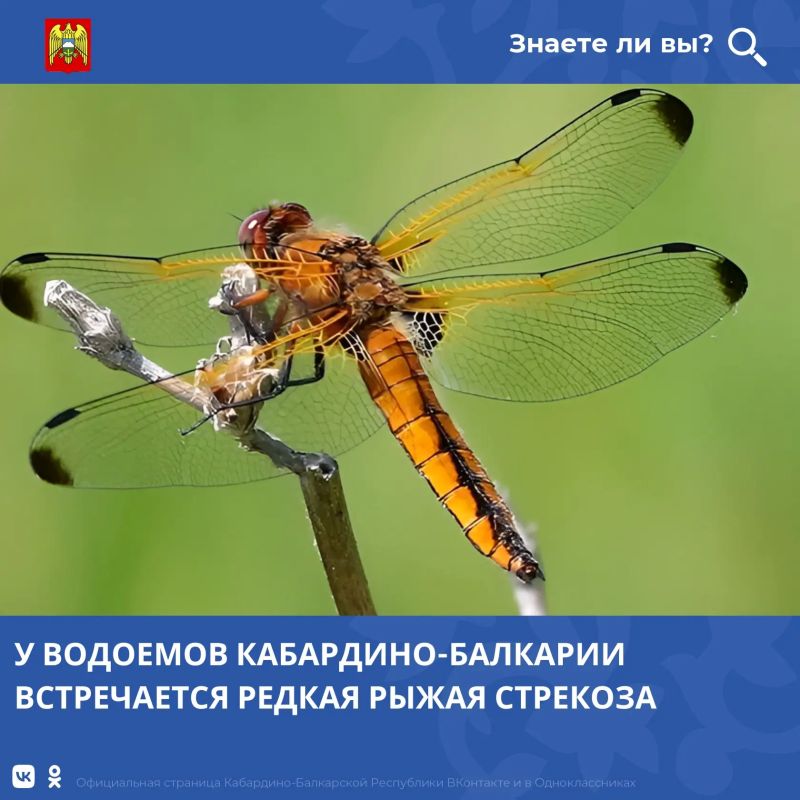 Кабардино-Балкария сохраняет уникальное природное разнообразие — в том числе редкие виды насекомых, встречающиеся лишь в отдельных районах республики
