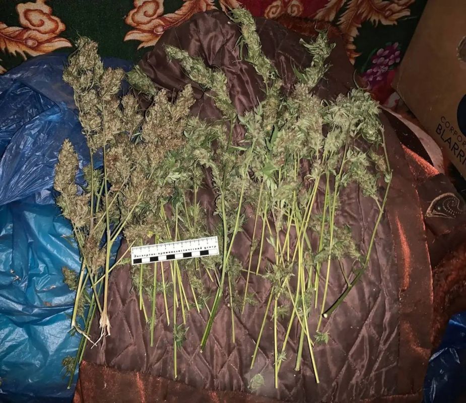 В МАЙСКОМ РАЙОНЕ ПОЛИЦЕЙСКИЕ ИЗЪЯЛИ ИЗ НЕЗАКОННОГО ОБОРОТА ОКОЛО КИЛОГРАММА МАРИХУАНЫ В МАЙСКОМ РАЙОНЕ ПОЛИЦЕЙСКИЕ ИЗЪЯЛИ ИЗ НЕЗАКОННОГО ОБОРОТА ОКОЛО КИЛОГРАММА МАРИХУАНЫ