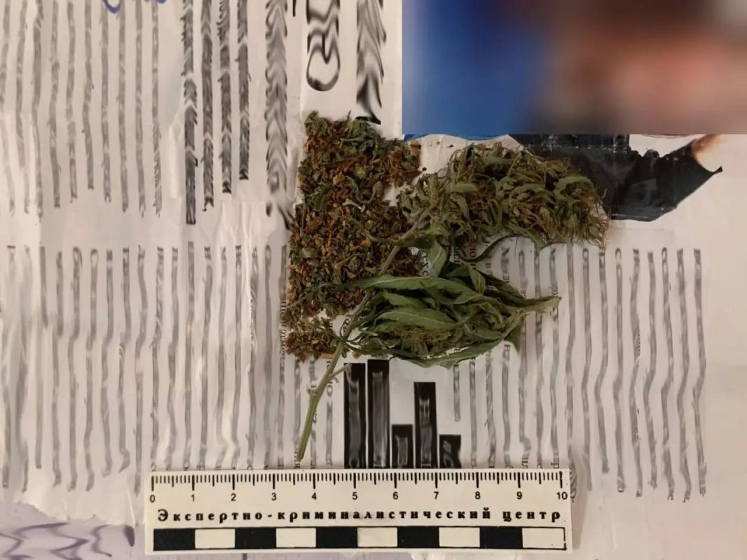 В МАЙСКОМ РАЙОНЕ ПОЛИЦЕЙСКИЕ ИЗЪЯЛИ ИЗ НЕЗАКОННОГО ОБОРОТА ОКОЛО КИЛОГРАММА МАРИХУАНЫ В МАЙСКОМ РАЙОНЕ ПОЛИЦЕЙСКИЕ ИЗЪЯЛИ ИЗ НЕЗАКОННОГО ОБОРОТА ОКОЛО КИЛОГРАММА МАРИХУАНЫ