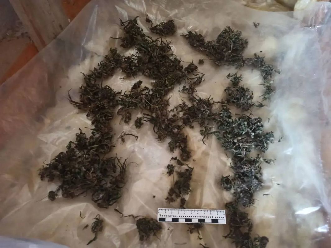 В МАЙСКОМ РАЙОНЕ ПОЛИЦЕЙСКИЕ ИЗЪЯЛИ ИЗ НЕЗАКОННОГО ОБОРОТА ОКОЛО КИЛОГРАММА МАРИХУАНЫ В МАЙСКОМ РАЙОНЕ ПОЛИЦЕЙСКИЕ ИЗЪЯЛИ ИЗ НЕЗАКОННОГО ОБОРОТА ОКОЛО КИЛОГРАММА МАРИХУАНЫ