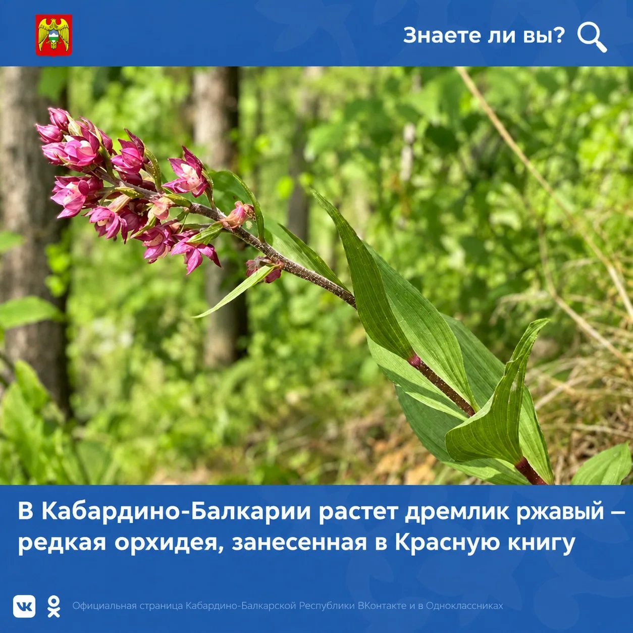 Кабардино-Балкария сохраняет уникальное природное наследие, в том числе редкие виды растений, нуждающиеся в особой защите