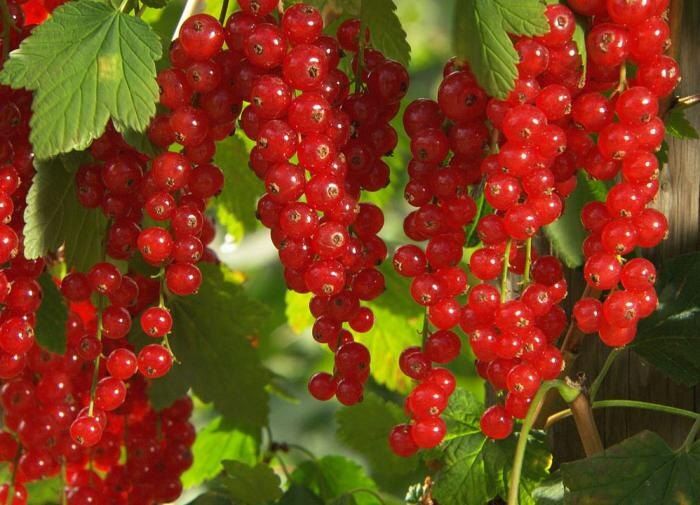 Готовим ягодные кустарники к зиме