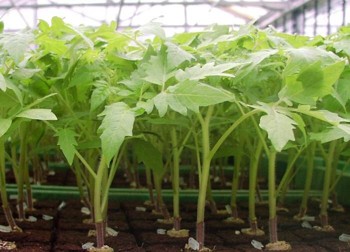 Как выбрать идеальный грунт для крепкой рассады