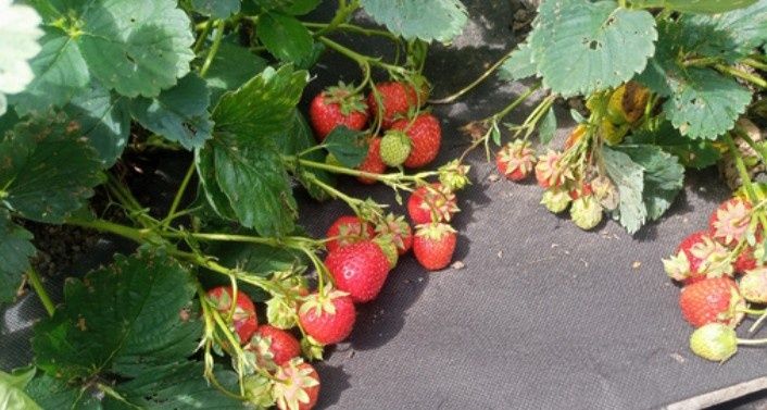 Создание идеальной грядки для клубники