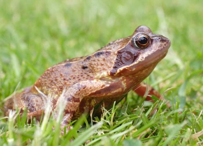 Как привлечь жаб в сад: 5 простых советов для борьбы с вредителями
