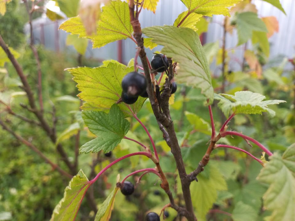 Неполадки с черной смородиной: что мешает сбору богатого урожая?
