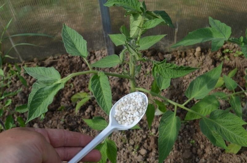 Секреты успешного роста томатов: как обеспечить дельный уход за растениями