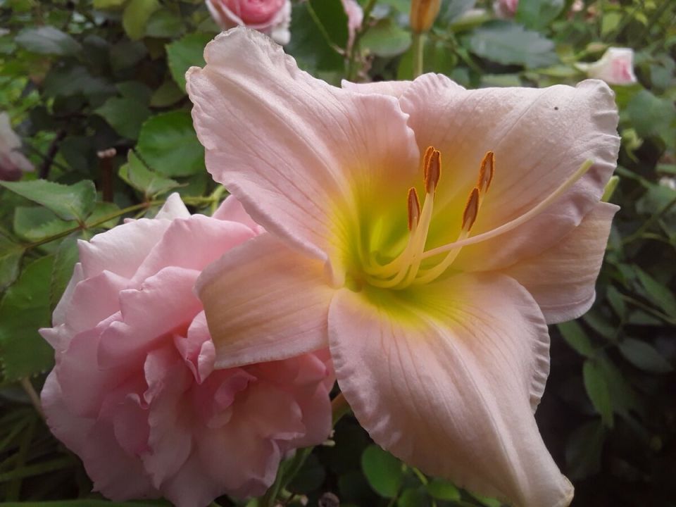 Последствия грозы в цветущем саду: что делать дальше?