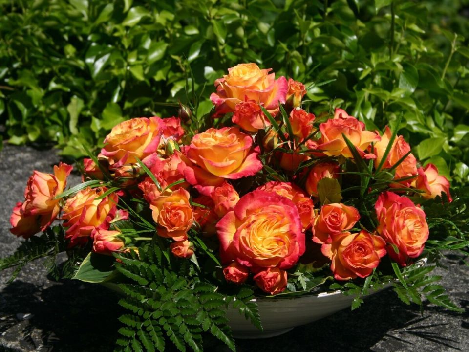 Вторая половина августа: забота о розах для успешной зимовки