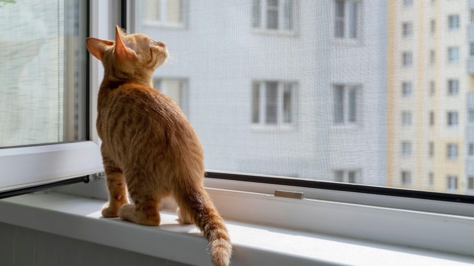 Незаметно залатаете москитную сетку на раз-два: даже нитки не понадобятся