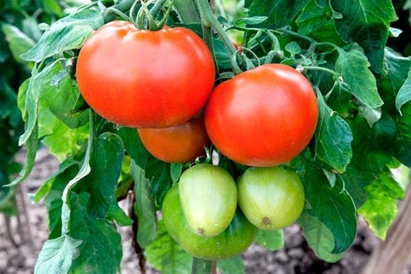 Томат Чемпион: идеальный выбор для каждого огородника в 2025 году