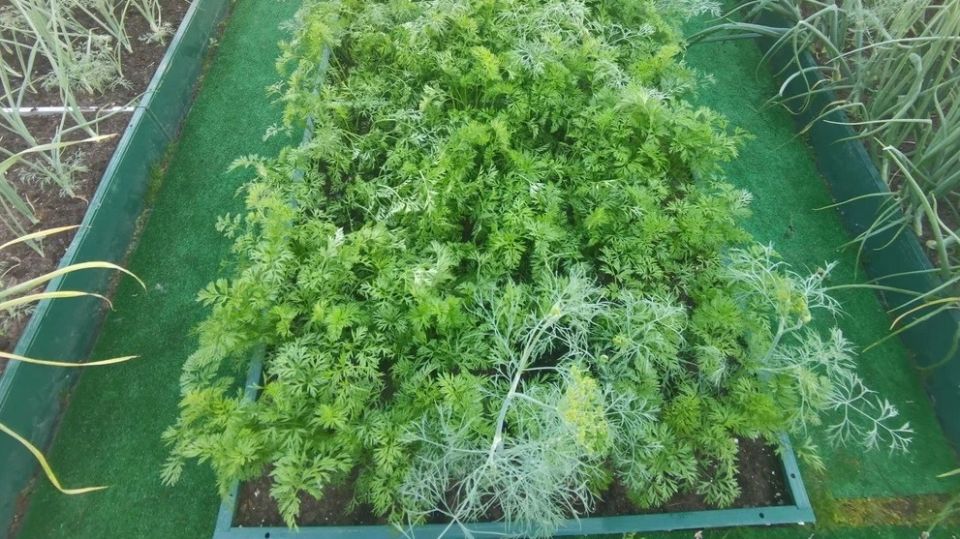 Как запустить вторую волну урожая: 12 культур для летних посевов