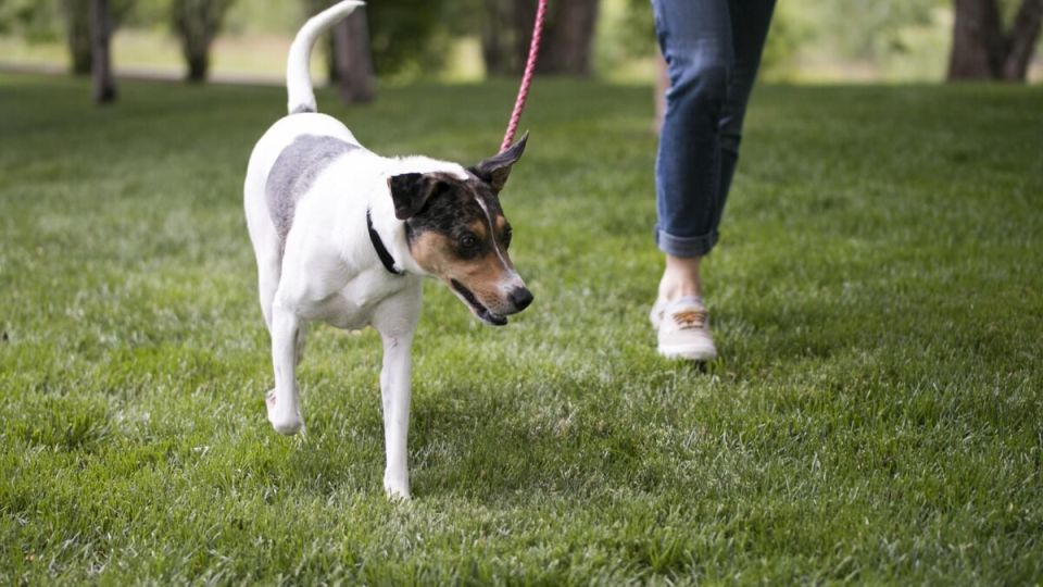 Как сохранить чистоту двора: советы для жителей многоквартирных домов