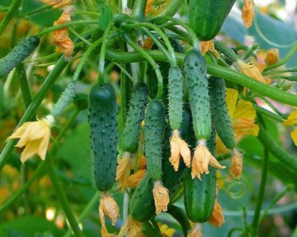 Настоящие огурцы: Почему мы теряем плод, который нас питал?