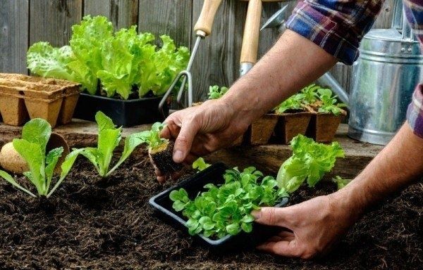 Ошибки, которых стоит избегать при выращивании рассады: советы для успешных дачников