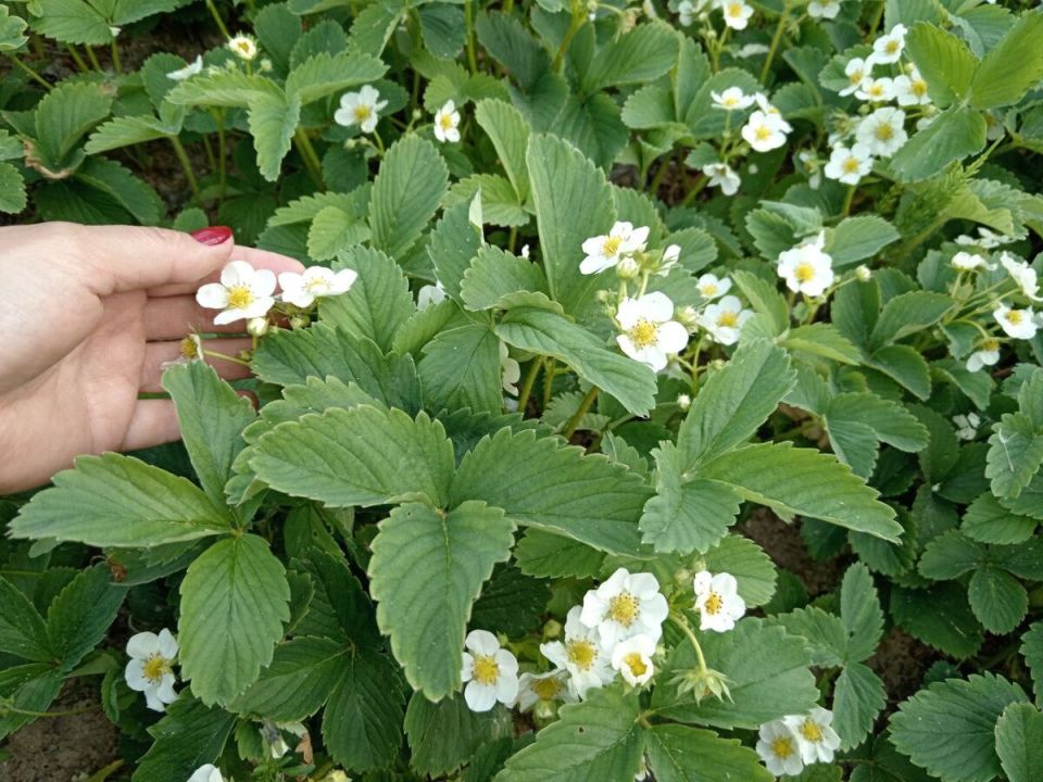 Почему завязи клубники сохнут: основные причины и эффективные решения