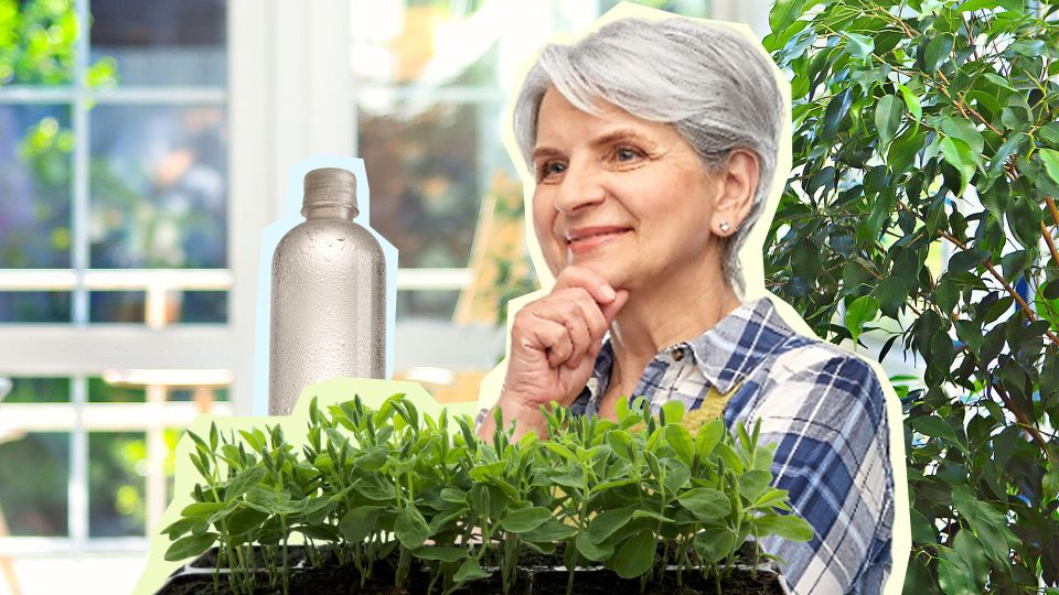 Далеко не всемогущая: правда о микоризе для рассады вас сильно удивит