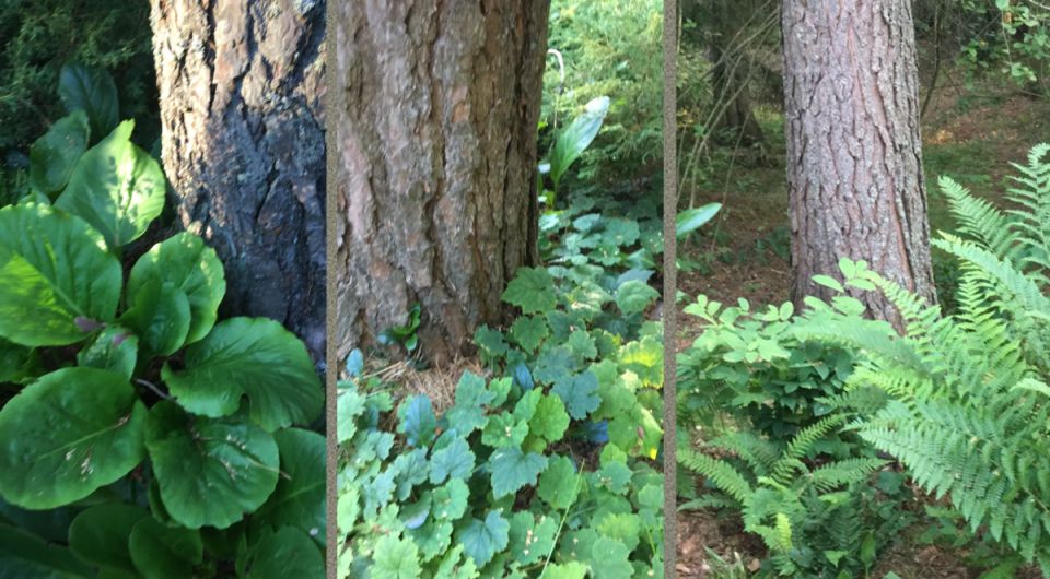 На каком расстоянии сажать многолетники от сосны?