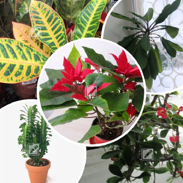 Почему молочай – лучший выбор для вашего интерьера