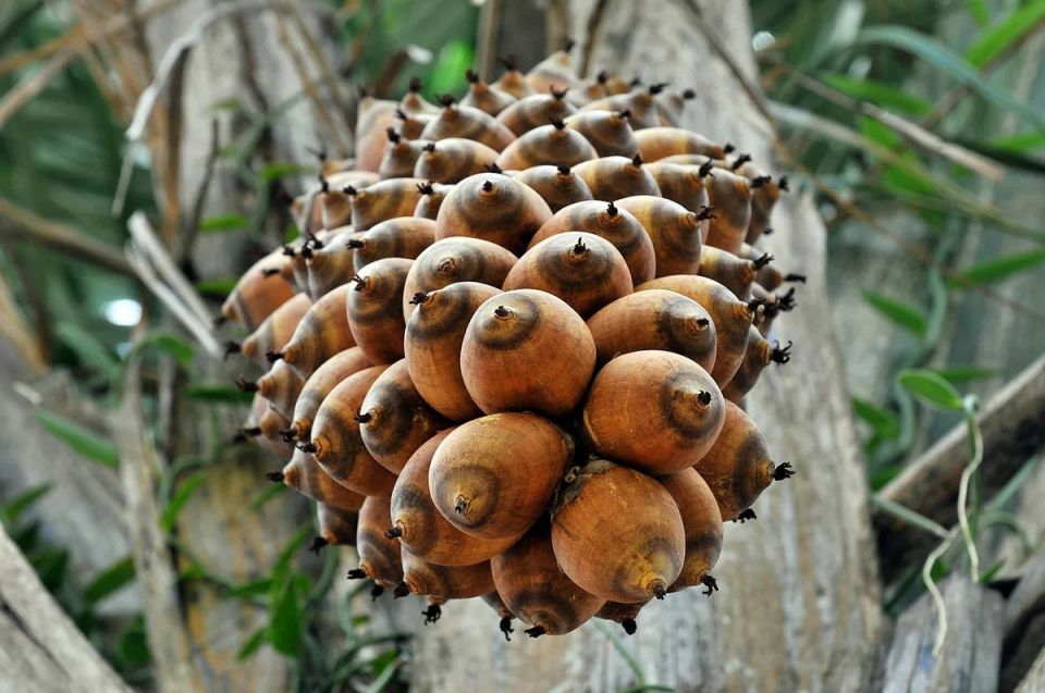 Бабассу: удивительное дерево с неожиданными свойствами