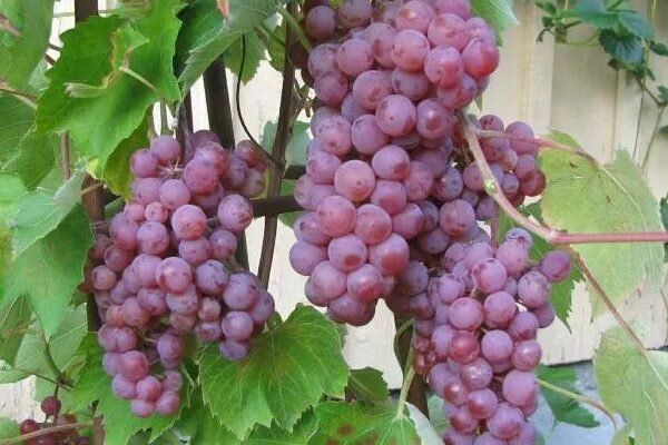 Розовый виноград Сомерсет Сидлис: как добиться отличного урожая