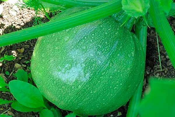 Кабачок Тинторетто: секреты успешного выращивания и особенности сорта
