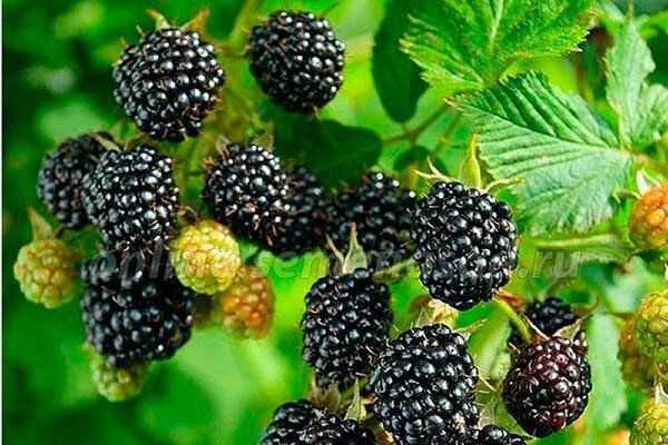 Ежевика Трипл Краун: секреты успеха и нюансы ухода за культовой ягодой