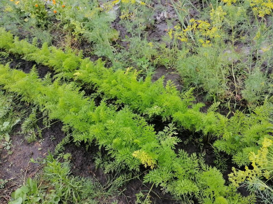 Оптимизация севооборота на вашем участке