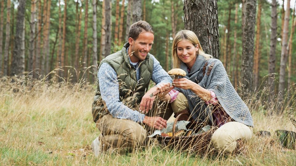 Как правильно собирать грибы, чтобы выросли новые: делайте только так