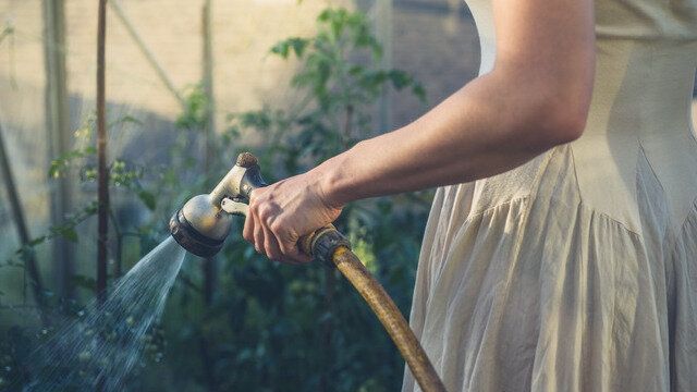 Как не погубить помидоры в зной: важные советы по поливу