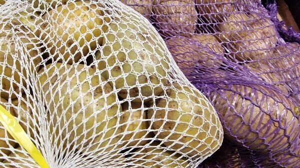 Беларусь ожидает богатый урожай картофеля в 2025 году