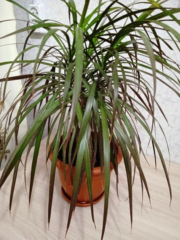 Эффективные методы ухода за драценой