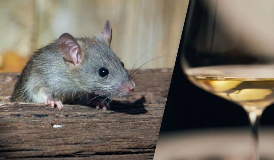 Крысы как сомелье: новые исследования удивляют