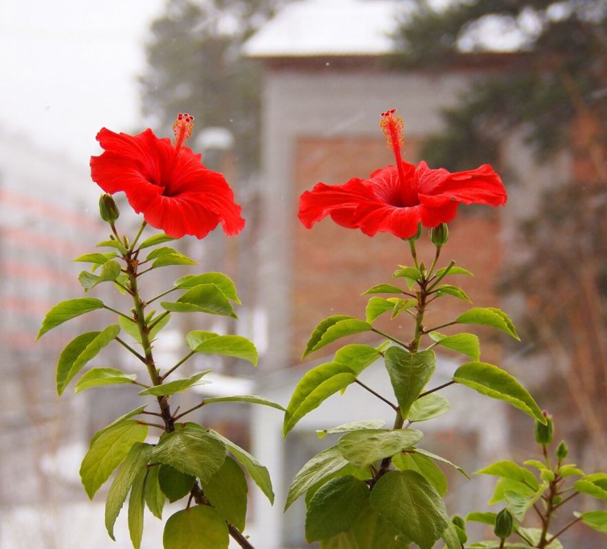 Гибискус: Мистический цветок или обычное растение?