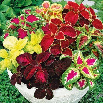 Комнатные цветы становятся однолетниками: неожиданные тренды для вашего сада