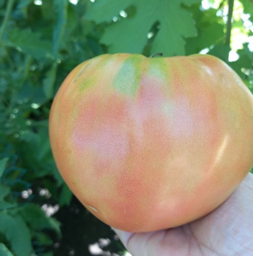 Крупные томаты: выбираем лучшие сорта и гибриды для вашего сада