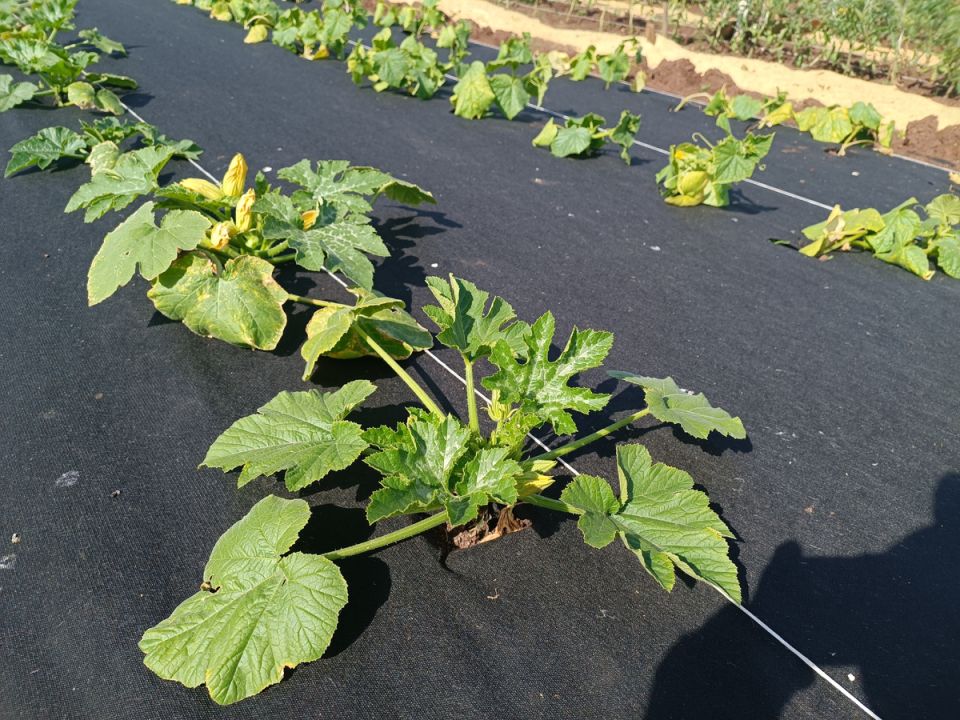 Спанбонд для дачников: как выбрать, установить и ухаживать за агроволокном