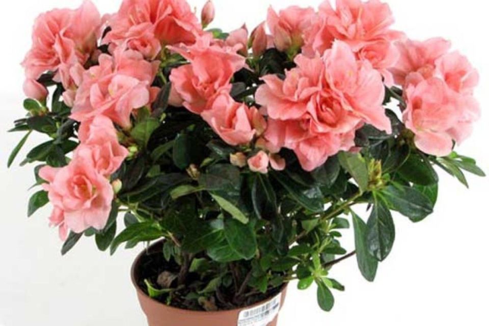 Комнатные растения: красота или опасность?