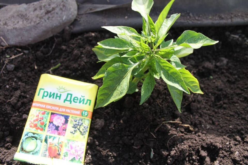 Янтарная кислота: секрет здоровых растений и щедрого урожая