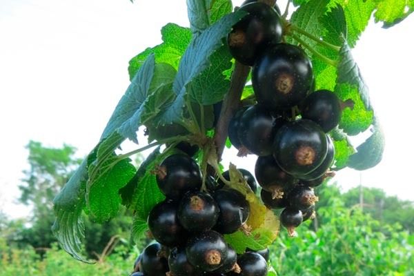 ��������� ��� ���: ������� ������, ������� ����������� ������� ������