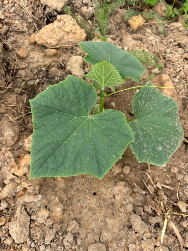 Секреты быстрого роста огурцов в теплице