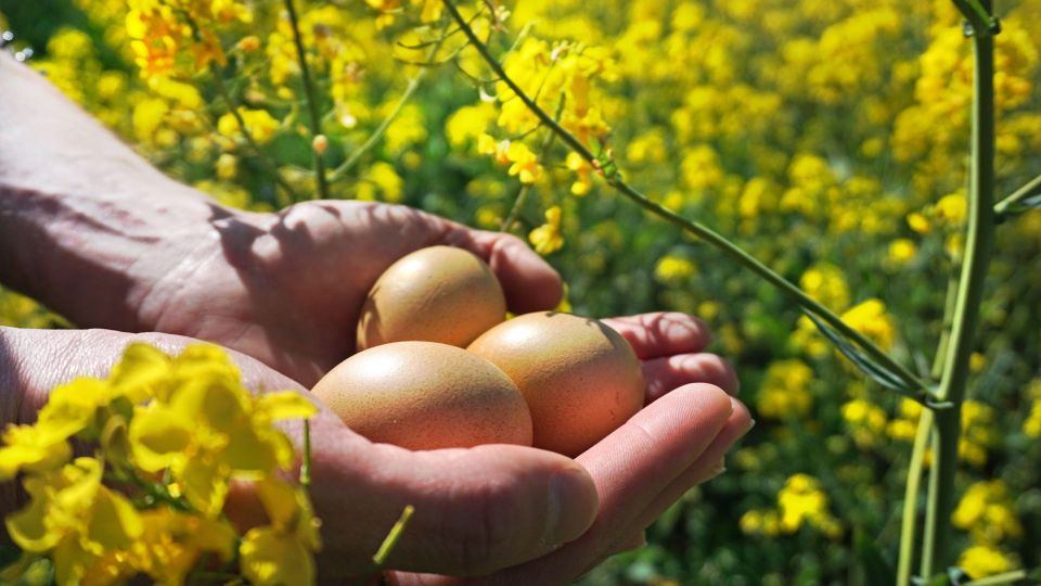 ����������� ���� �������: ����� ������� ������� ���������� ����� ���� � �����