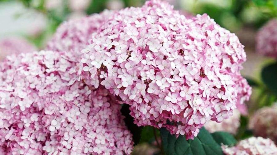 ������� ���������� ��� ������ ����: �������� � ���� �� �������