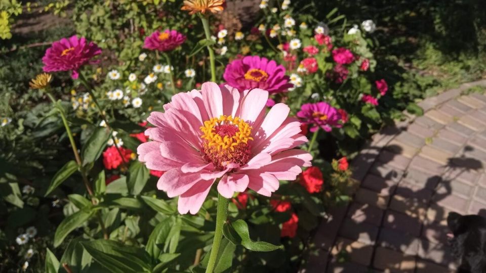 Как кабачки приводят к семейным спорам: курьез конца лета