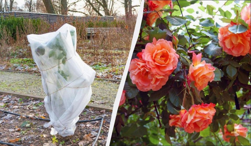 Защита роз: секреты зимнего укрытия для крепкого цветения