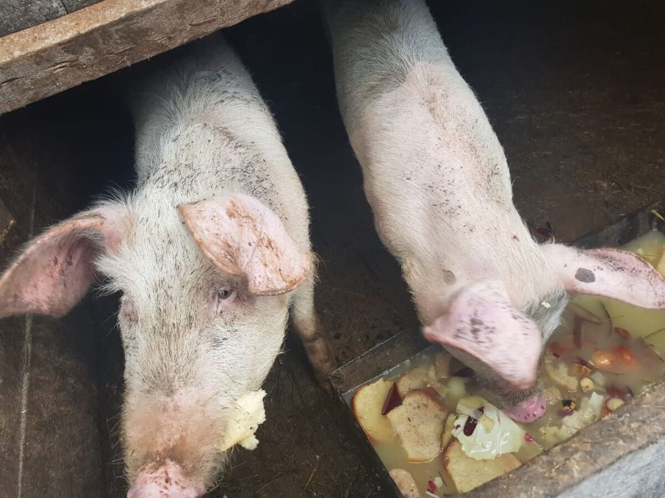 Как не повторить ошибки в свиноводстве: опыт неудачной беременности свиньи