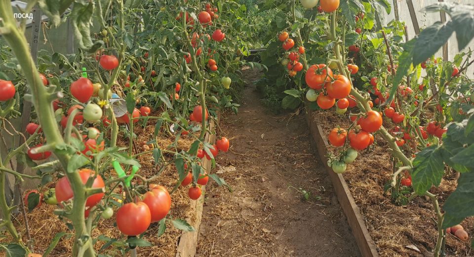 Как сохранить здоровье растений в теплице без химии