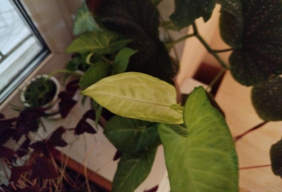 ������ �������: ������� �������� � ��� � ��� ��������