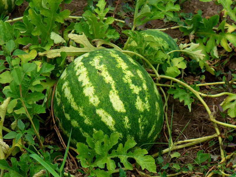 ������� ��������� ����������� ������� � ���� � ������� ������: ���� � ������