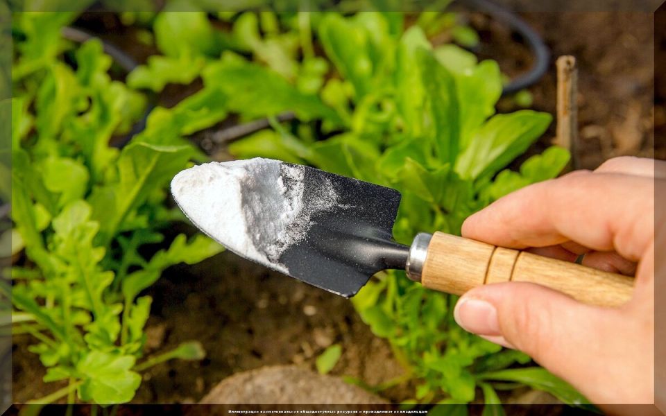 ������������ ���������: ��� ��������� ������������ ��������� ���� ���� ��� �������� ��������